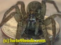 /home//u458753944/public_html/sourcegallery////Insects and small critters/spiders and kin (Arachnida)/P4140642.JPG